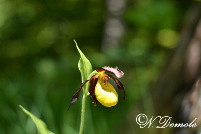 Orchis et orchidées
